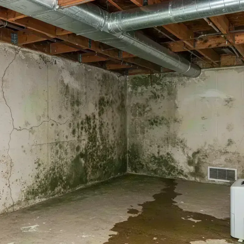 Professional Mold Removal in Lima, OH